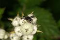 Synaema_globosum_D6082_Z_88_Les Gris_Frankrijk